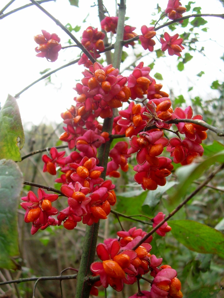 Euonymus europaeus / Fusaria comune, Berretto da prete