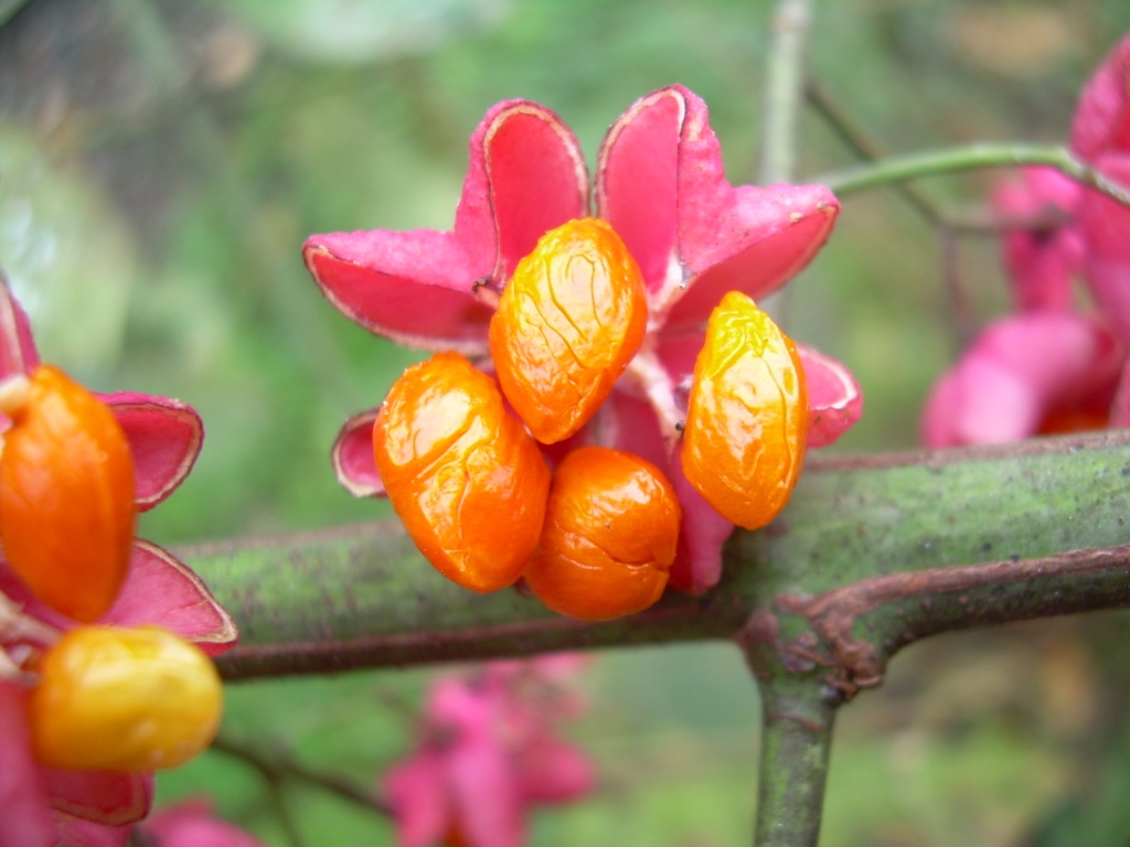 Euonymus europaeus / Fusaria comune, Berretto da prete