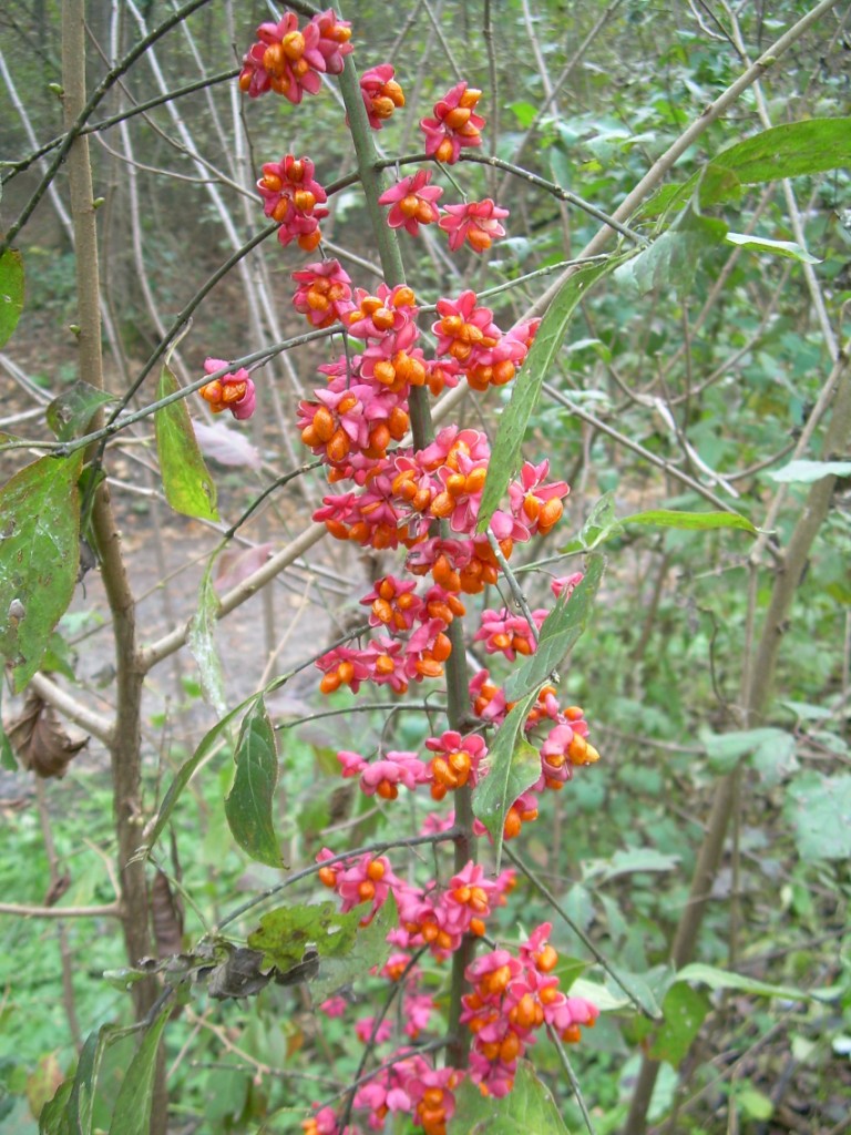 Euonymus europaeus / Fusaria comune, Berretto da prete