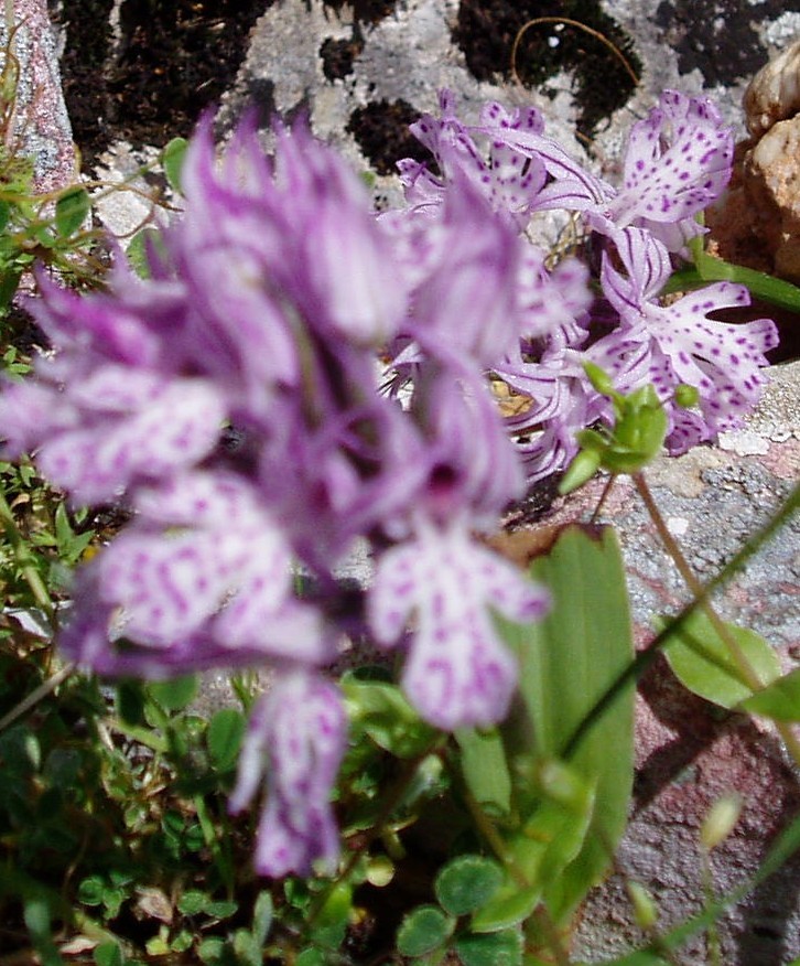 Cephalanthera damasonium, Orchis tridentata