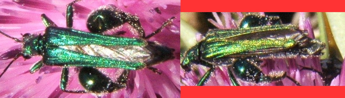 Calosoma sycophanta