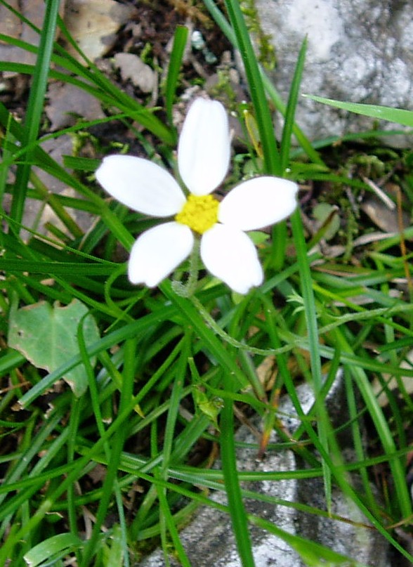 Piante Supramonte