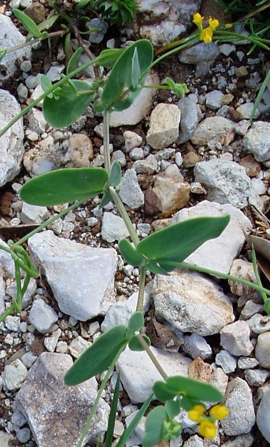 Piante Supramonte