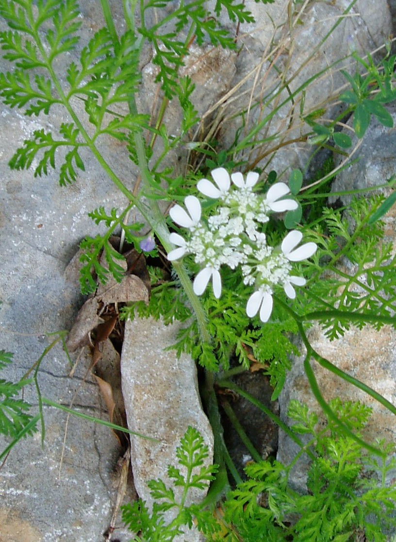 Piante Supramonte
