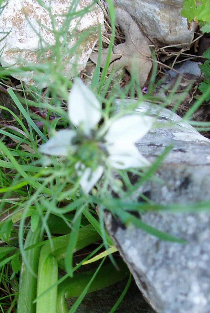 Piante Supramonte
