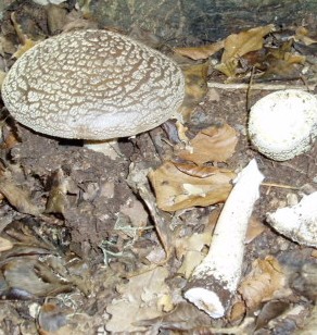 funghi