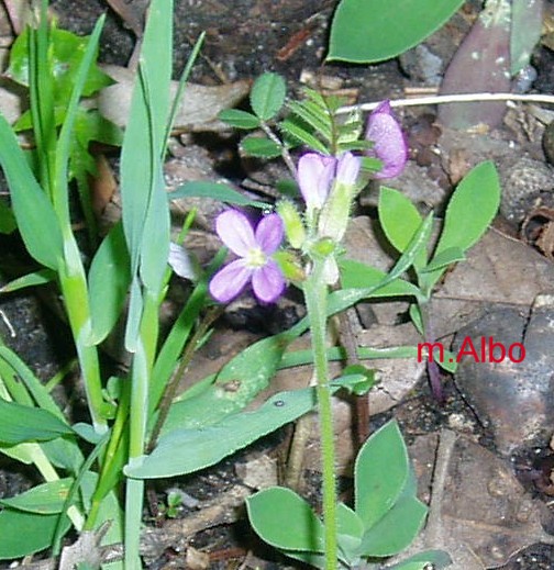 piante dal Montalbo.