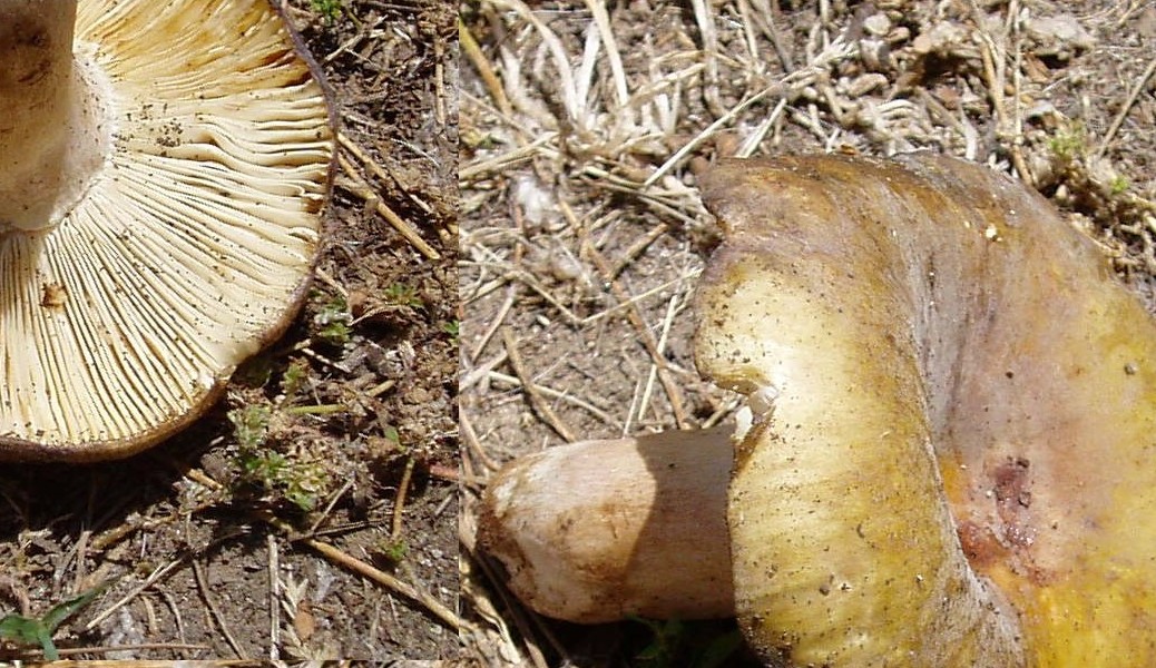 funghi a giugno