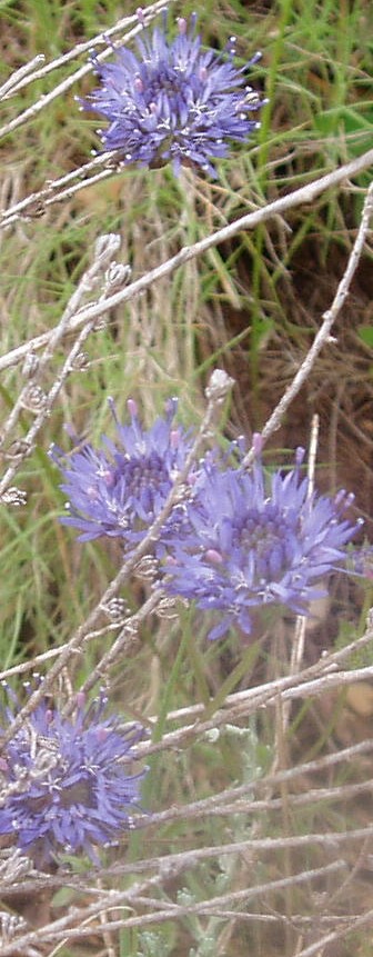 Lysimachia (=Anagallis) monellii, Jasione montana e Santolina insularis
