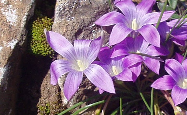 Romulea ligustica / Zafferanetto ligure