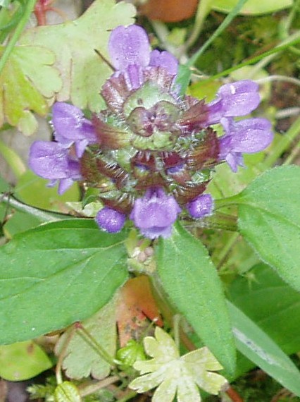 Prunella vulgaris / Prunella comune