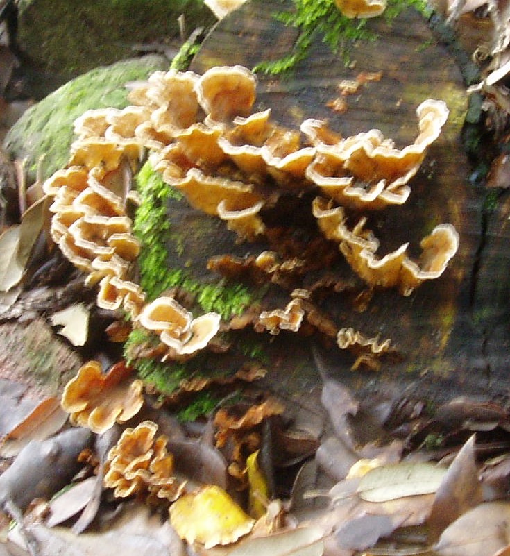 funghi