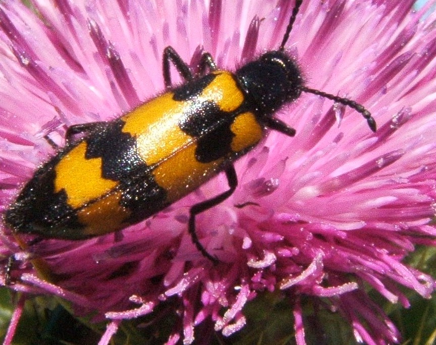 Calosoma sycophanta