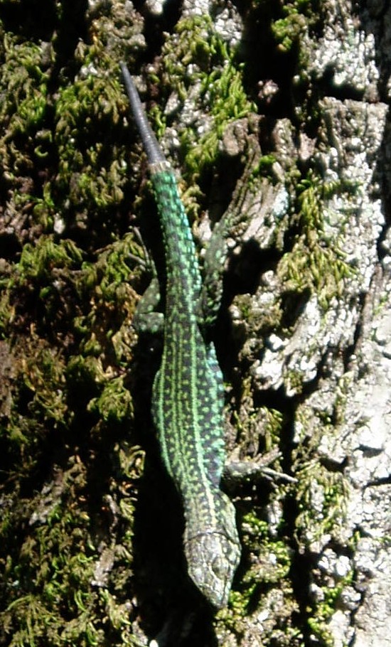 lucertola - Podarcis tiliguerta