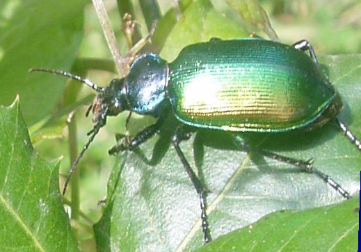 Calosoma sycophanta