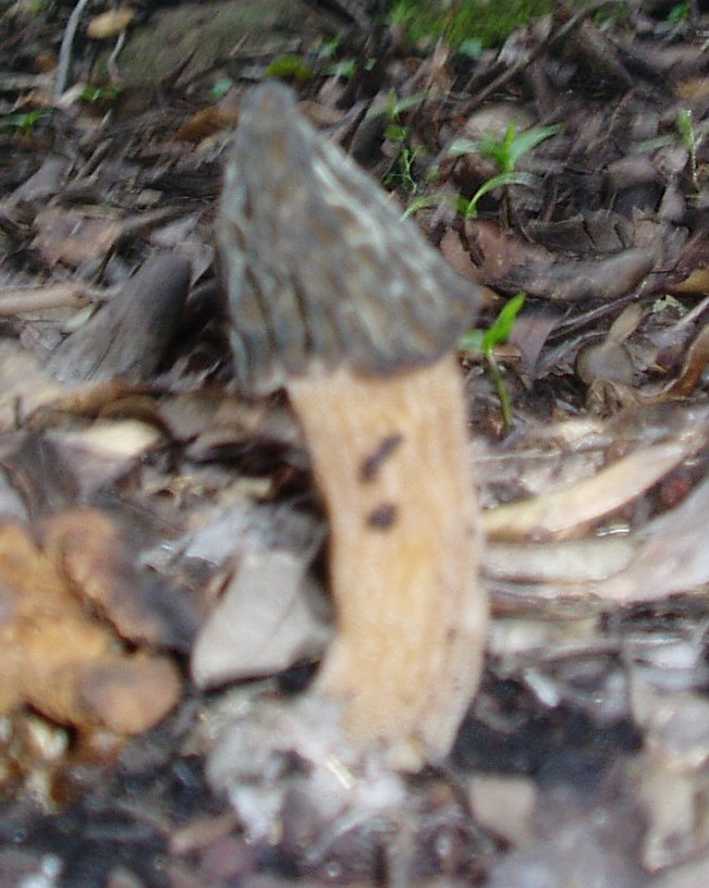 funghi