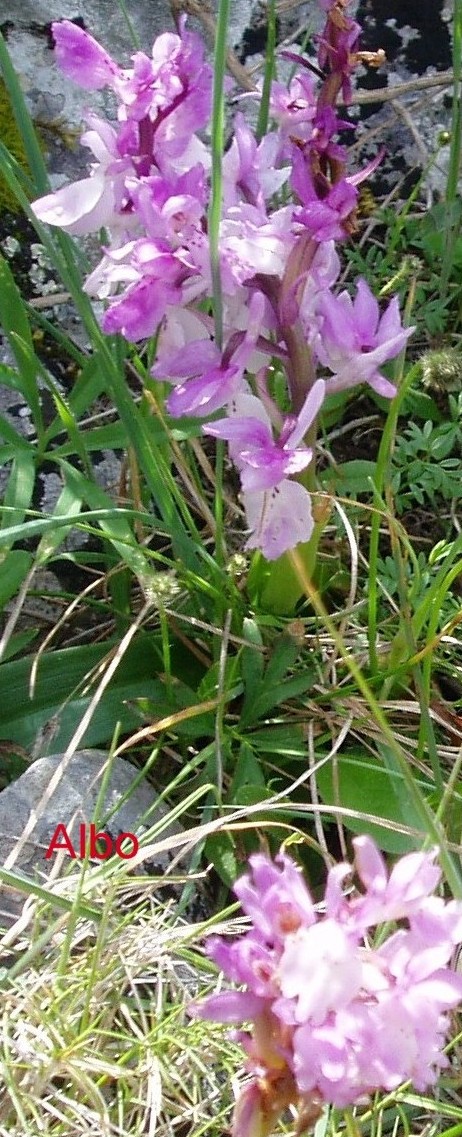 piante dal Montalbo.