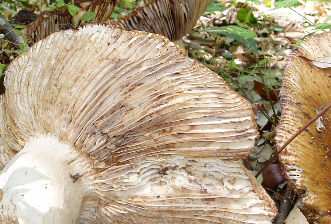 funghi a giugno