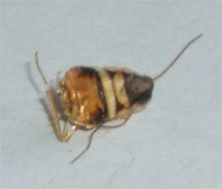 Supella longipalpa (Blattaria, Blattellidae)