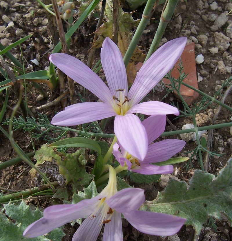 Colchicum cupanii / Colchico di Cupani