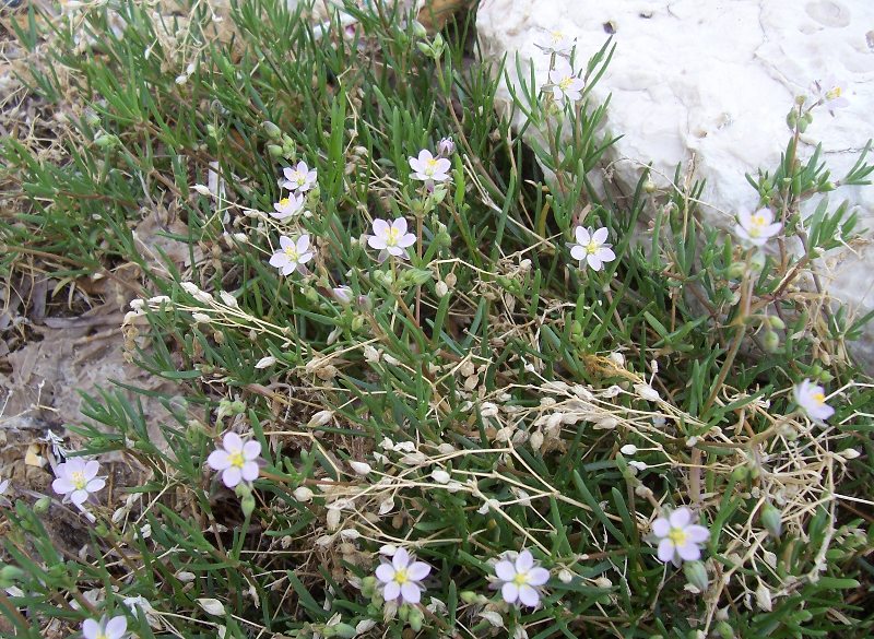 Spergularia media / Spergularia media