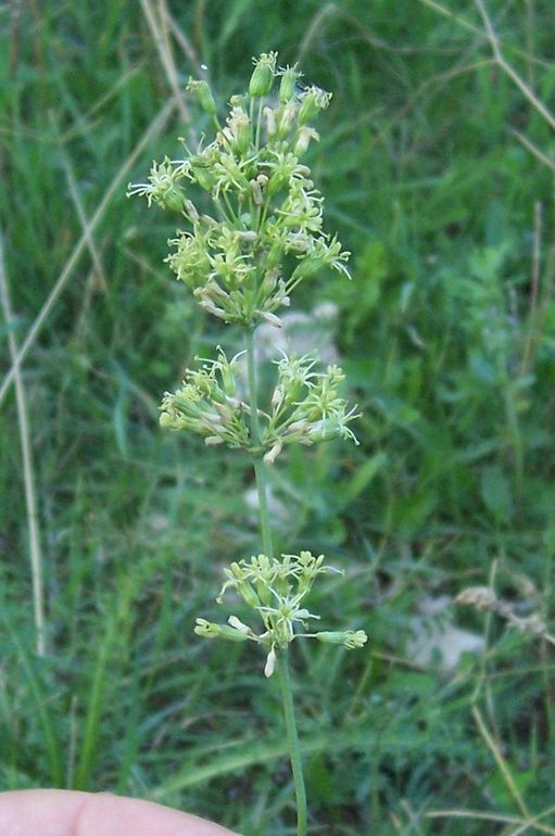 Silene otites / Silene otite