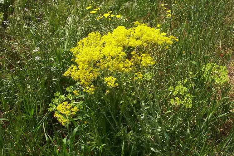 Isatis tinctoria / Glasto comune