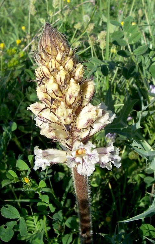 Orobanche crenata / Succiamele delle fave