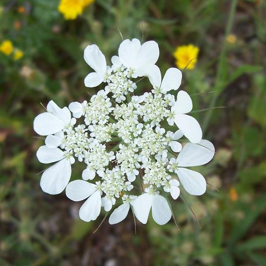 Tordylium officinale / Ombrellini minori
