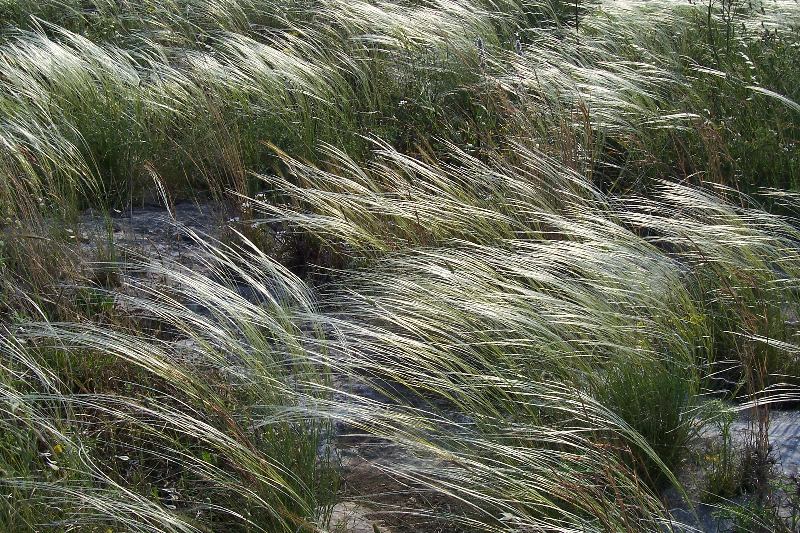 Stipa austroitalica /Lino delle fate piumoso