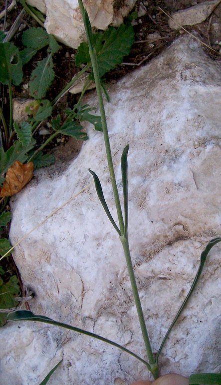 Silene otites / Silene otite