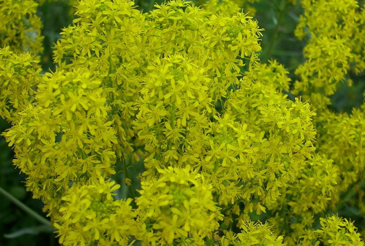 Isatis tinctoria / Glasto comune