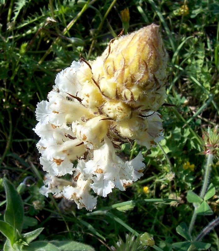 Orobanche crenata / Succiamele delle fave