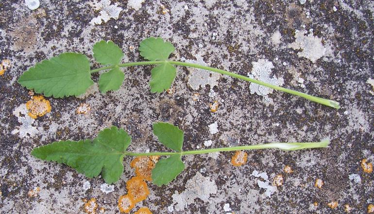 Tordylium officinale / Ombrellini minori