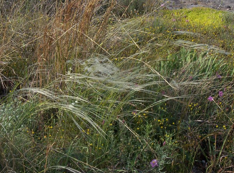 Stipa austroitalica /Lino delle fate piumoso