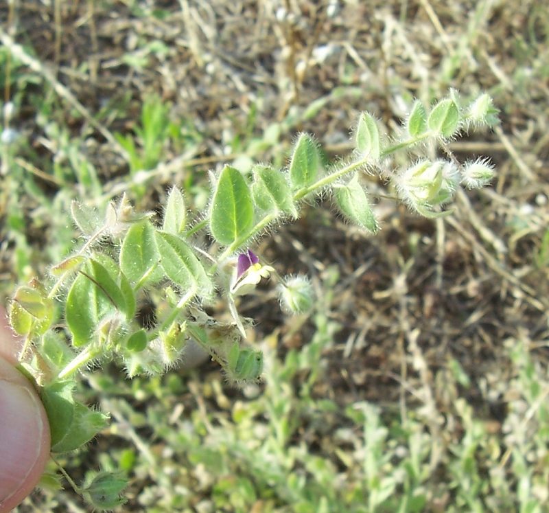 Kickxia commutata / Cencio perennante