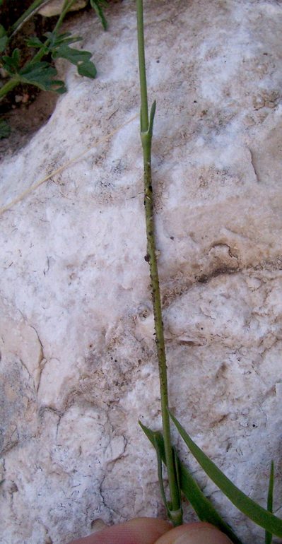 Silene otites / Silene otite