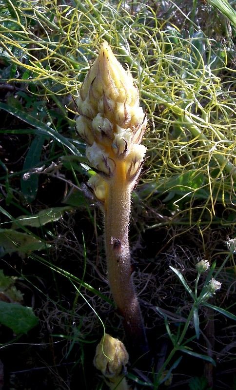 Orobanche crenata / Succiamele delle fave