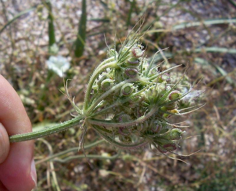 Tordylium officinale / Ombrellini minori