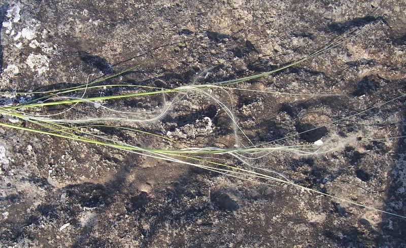 Stipa austroitalica /Lino delle fate piumoso