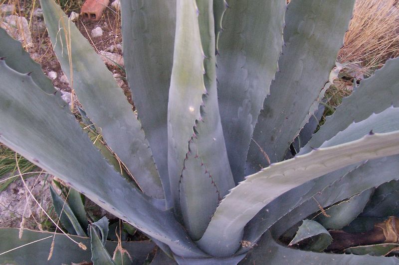 Agave americana / Agave