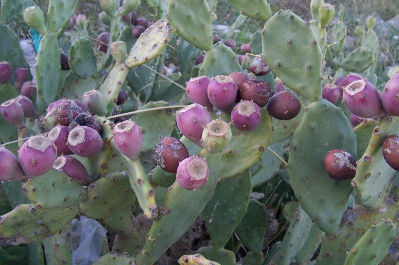 Quale Opuntia � questa?