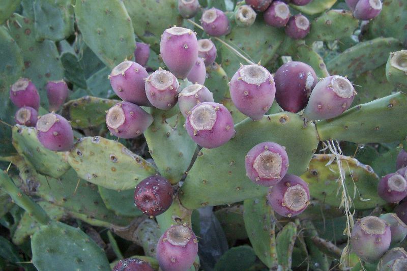 Quale Opuntia � questa?
