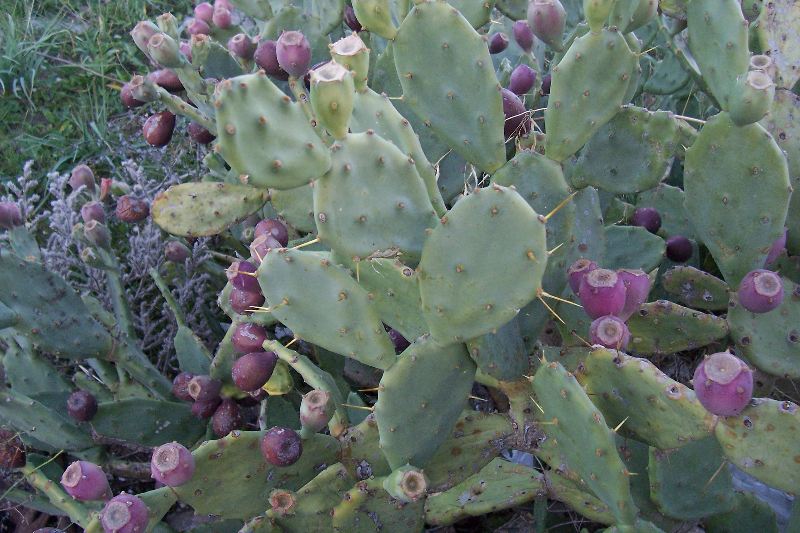 Quale Opuntia � questa?