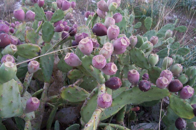 Quale Opuntia � questa?