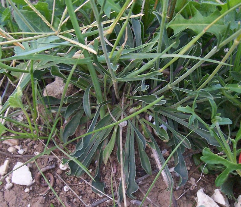 Silene otites / Silene otite