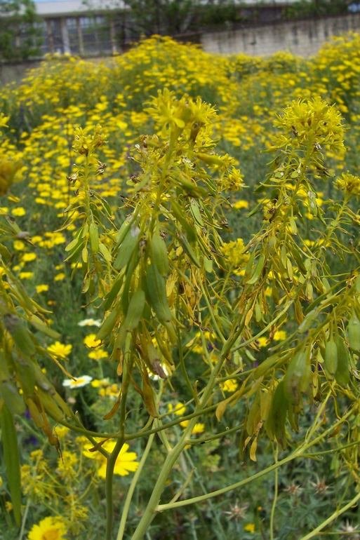 Isatis tinctoria / Glasto comune