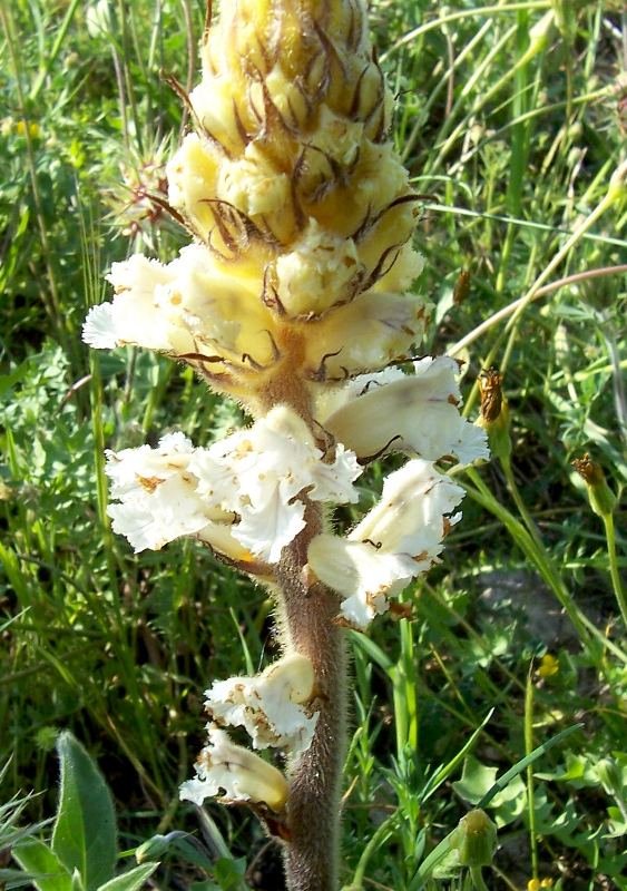 Orobanche crenata / Succiamele delle fave