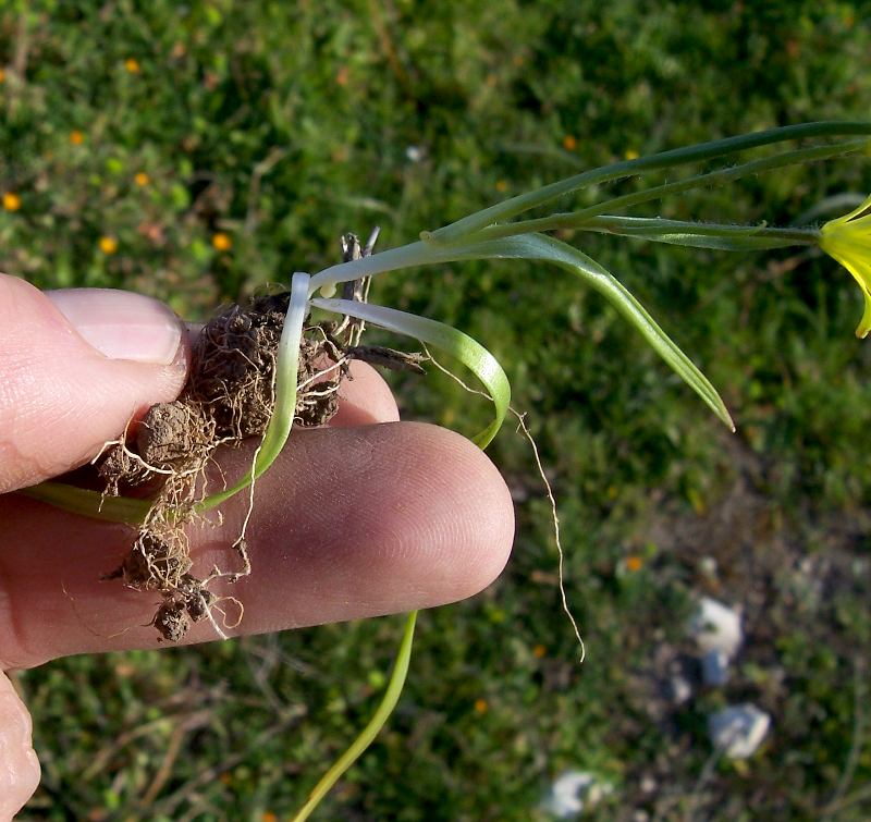 Gagea foliosa / Cipollaccio foglioso