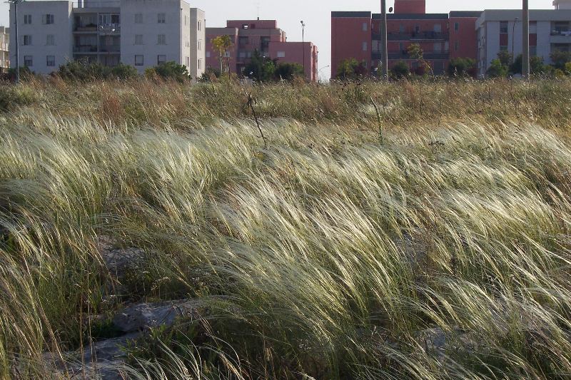 Stipa austroitalica /Lino delle fate piumoso